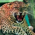 गुलदार के हमले में 5 वर्षीय मासूम की मौत